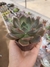 Echeveria Kisses na internet