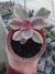 Echeveria Rainbow - comprar online