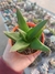 Aloe Black Gem - comprar online