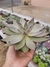 Echeveria Paniculata - comprar online