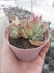 Echeveria Beatrice na internet