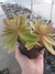 Crassula Capitella “Campfire” na internet