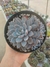 Echeveria Lulu - comprar online