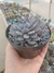 Echeveria Lulu na internet