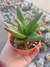Aloe Black Gem na internet