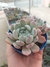 Echeveria Baena - comprar online