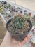 Thelocactus Setispinus na internet