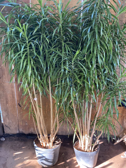 Dracena Fita