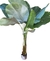 Maranta Charuto
