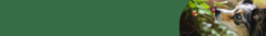 Banner da categoria Pet Friendly