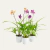 ORQUIDEA SPATOGLOTTIS P12 - comprar online
