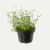TOMILHO P11 - comprar online