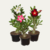 ROSA DO DESERTO P11 - comprar online