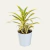 DRACENA PLEOMELE P12 - comprar online
