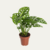 MONSTERA ADANSONII P14 - comprar online