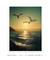 Quadro Decorativo Gaivotas Sunset - comprar online