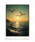 Imagem do Quadro Decorativo Gaivotas Sunset