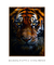 Imagem do Quadro Decorativo Olhar do Tigre