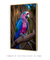 Quadro Decorativo Pássaro Exótico Colorido - comprar online