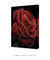 Imagem do Quadro Decorativo Raindrops on a Red Rose