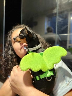 Coleira com Asas para pet