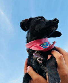 Banner de la categoría Bandanas