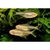 Albino Glow Light Tetra