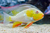 Albino Heckelii Threadfin Acara