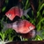 Barbus Ruby nigrofasciatum