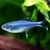 Blue King Tetra