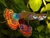 Blue-Red Variegated Guppy