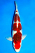 carpa Goromo