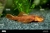 Catfish- Algae Sucker Red High Fin
