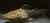 Cephalosilurus Apurensis