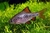 Checkered Barb