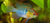 ramirezi blue