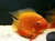 Cichlid- Severum Red