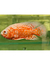 Ciclido Albino Red Tiger Nemo