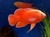 ciclido chili red