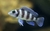 frontosa