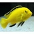 Ciclido Limon Malawi