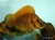 Compressiceps Chaitika