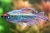 Congo Tetra