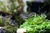 Corydoras Pigmy