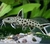 Dwarf Lake Synodontis
