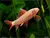 labeo albino