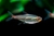 Fire Neon-Glow Light Tetra