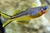 Forktail Rainbow