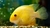 Golden Severum Cichlid