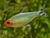 Hemigrammus Rhodostomus